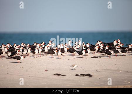 Herde der Schwarzen skimmer Seeschwalben Rynchops niger am Strand von Clam Pass Stockfoto