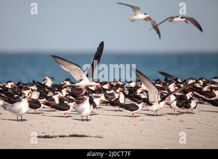 Herde der Schwarzen skimmer Seeschwalben Rynchops niger am Strand von Clam Pass Stockfoto