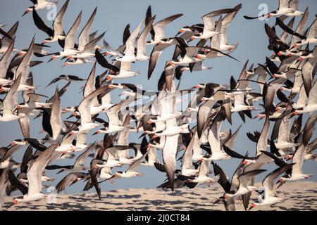 Herde der Schwarzen skimmer Seeschwalben Rynchops niger am Strand von Clam Pass Stockfoto