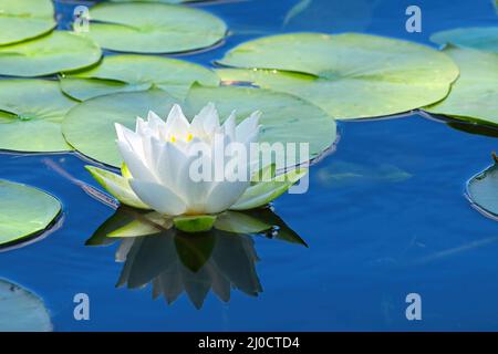 Seerosenpads und blühen und im Wasser (Nymphaeaceae). Stockfoto