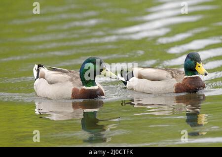 Zwei Erwachsene männliche Mallard-Enten in Zuchtfarben (Anas platyrhynchos) in Wasser. Stockfoto