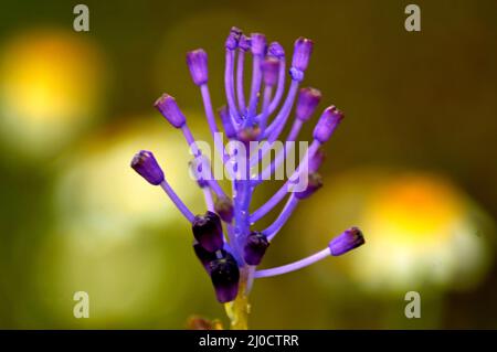 Farbenfroher, lebendiger Blumenstrauß; asiatische Lilien, Rosen, Zwerchfellen, Gänseblümchen, Sonnenblumen. Stockfoto