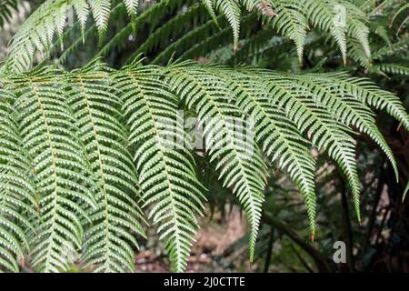 Nahaufnahme der Farnblätter auf dem Fern Dell and Pets Cemetery in der Ecke der formalen Gärten des Mount Edgcumbe Estate auf dem Rame Penisula im Süden Stockfoto