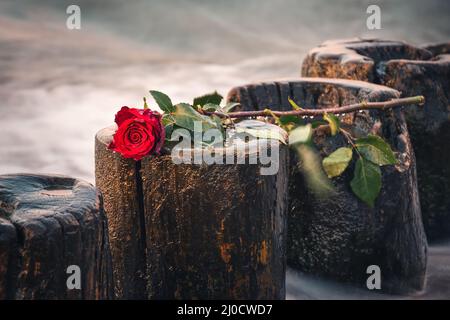 Schönes Blumenkonzept in geringer Schärfentiefe. Rote Rose auf einem Holzschimmel vor einem verschwommenen Meeresgrund. Stockfoto