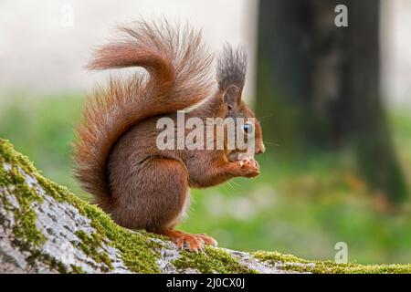 Süßes eurasisches rotes Eichhörnchen (Sciurus vulgaris) mit großen Ohrbüscheln, die Haselnuss/Nuss im Laubwald fressen Stockfoto