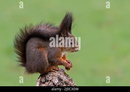 Süßes eurasisches rotes Eichhörnchen (Sciurus vulgaris) mit großen Ohrbüscheln und dunklem Wintermantel, der im Frühjahr auf einem Baumstumpf sitzt Stockfoto