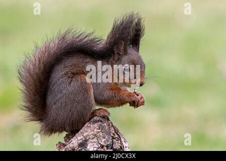 Süßes eurasisches rotes Eichhörnchen (Sciurus vulgaris) mit großen Ohrbüscheln und dunklem Wintermantel, das im Frühjahr auf einem Baumstumpf sitzt und Haselnüsse/Nüsse frisst Stockfoto