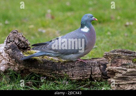 Gewöhnliche Waldtaube (Columba palumbus), die auf gefallenen faulen Baumstämmen im Grasland/auf der Wiese forstiert Stockfoto