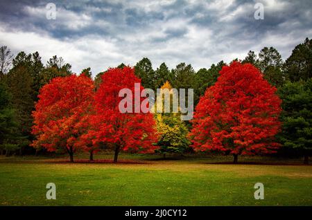 Vier atemberaubende Bäume in Herbstfarben Stockfoto