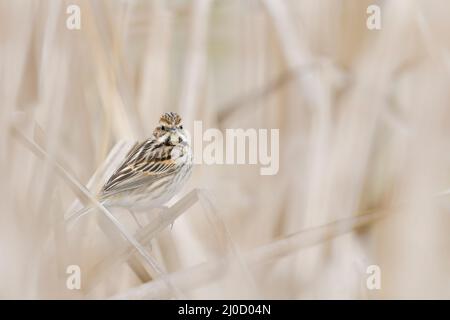 Versteckt im Schilf, das gemeine Schilfbundweibchen (Emberiza schoeniclus) Stockfoto