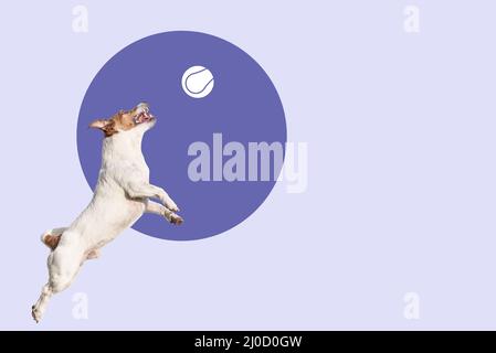 Happy agile Hund springen bis zu fangen Tennisball auf farbigen Hintergrund gezeichnet Stockfoto
