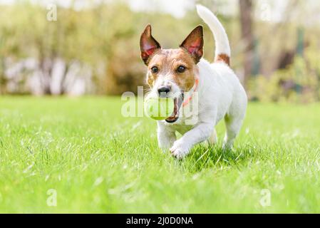 Glücklich lächelnder Hund spielt mit Tennisball auf Frühling frisches Gras trägt Anti-Floh-und Zeckenkragen Stockfoto