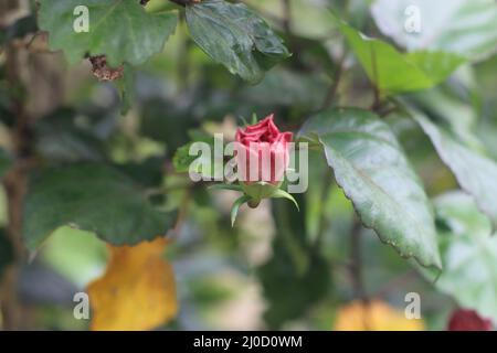 Nahaufnahme der Hibiskus-rosa-Sinensis-Knospe, allgemein bekannt als Schwarzenpflanze, chinesischer Hibiskus, Porzellanrose, Rosenmalbe oder Hawaiiischer Hibiskus, A bea Stockfoto