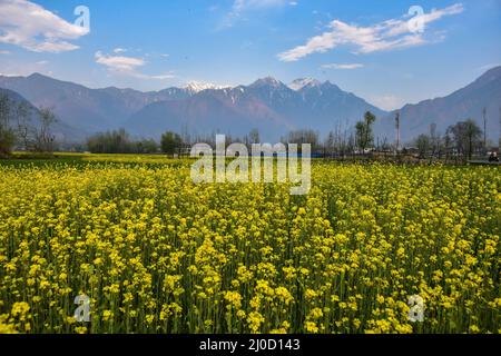 Ein malerischer Blick auf blühende Senffelder während der Frühjahrssaison am Stadtrand von Srinagar. Nach Angaben des Landwirtschaftsdirektorats verfügt das Kaschmir-Tal, das aus sechs Bezirken besteht, über eine geschätzte Fläche von 65 Tausend Hektar Reisfeld, das unter Senfanbau steht, was etwa 40 Prozent der Gesamtfläche unter Reisfeld entspricht. (Foto von Saqib Majeed / SOPA Images/Sipa USA) Stockfoto