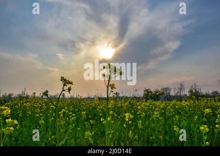 Ein malerischer Blick auf blühende Senffelder während der Frühjahrssaison am Stadtrand von Srinagar. Nach Angaben des Landwirtschaftsdirektorats verfügt das Kaschmir-Tal, das aus sechs Bezirken besteht, über eine geschätzte Fläche von 65 Tausend Hektar Reisfeld, das unter Senfanbau steht, was etwa 40 Prozent der Gesamtfläche unter Reisfeld entspricht. (Foto von Saqib Majeed / SOPA Images/Sipa USA) Stockfoto