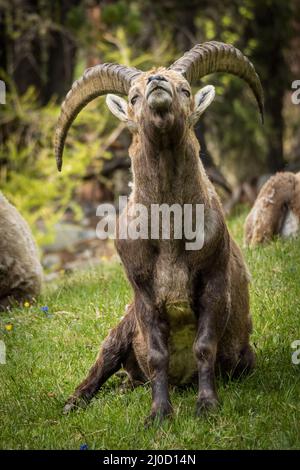 Alter Steinbock in den Bergen bei Pontresina, Engadin, Grison, Schweiz Stockfoto