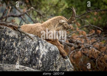 Junger Steinbock in den Bergen bei Pontresina, Engadin, Grison, Schweiz Stockfoto