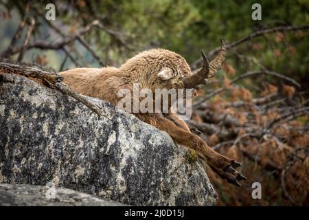 Junger Steinbock in den Bergen bei Pontresina, Engadin, Grison, Schweiz Stockfoto