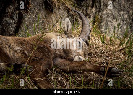 Junger Steinbock in den Bergen bei Pontresina, Engadin, Grison, Schweiz Stockfoto