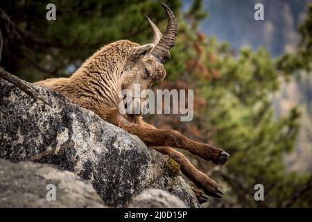 Junger Steinbock in den Bergen bei Pontresina, Engadin, Grison, Schweiz Stockfoto