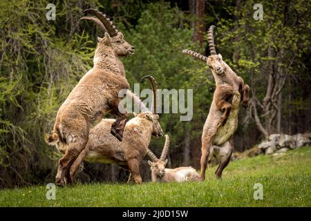 Eine Gruppe männlicher Steinböcke in den Bergen bei Pontresina, Engadin, Grison, Schweiz Stockfoto