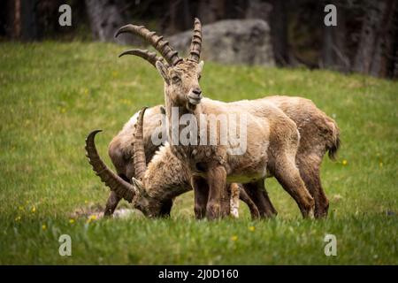 Eine Gruppe männlicher Steinböcke in den Bergen bei Pontresina, Engadin, Grison, Schweiz Stockfoto