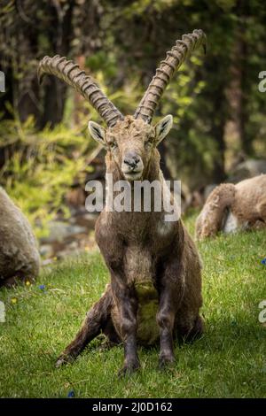 Alter Steinbock in den Bergen bei Pontresina, Engadin, Grison, Schweiz Stockfoto