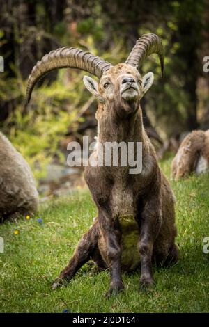 Alter Steinbock in den Bergen bei Pontresina, Engadin, Grison, Schweiz Stockfoto