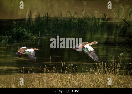 Ein Paar fliegende ägyptische Gänse in Thurauen, Schweiz Stockfoto