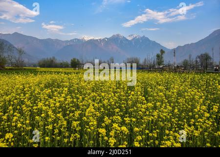 Srinagar, Indien. 18. März 2022. 18. März 2022, Srinagar, Jammu & Kashmir, Indien: Ein malerischer Blick auf blühende Senffelder während der Frühjahrssaison am Stadtrand von Srinagar. Nach Angaben des Landwirtschaftsdirektorats verfügt das Kaschmir-Tal, das aus sechs Bezirken besteht, über eine geschätzte Fläche von 65 Tausend Hektar Reisfeld, das unter Senfanbau steht, was etwa 40 Prozent der Gesamtfläche unter Reisfeld entspricht. Kredit: ZUMA Press, Inc./Alamy Live Nachrichten Stockfoto