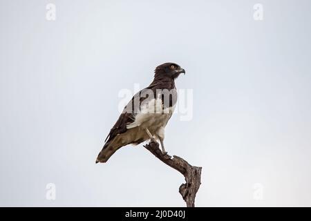 Schwarzer Schlangenadler (Circaetus pectoralis) 13868 Stockfoto