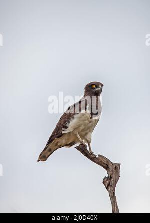 Schwarzer Schlangenadler (Circaetus pectoralis) 13866 Stockfoto