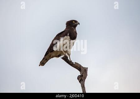 Schwarzer Schlangenadler (Circaetus pectoralis) 13869 Stockfoto