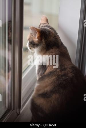 Nachdenkliche Katze, die am Fenster in perfektem, weichem Licht am Morgen steht Stockfoto