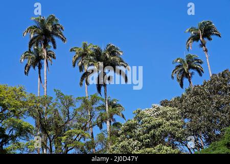 Palmen und blauer Himmel, Rio Stockfoto