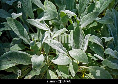 Lammohr oder Wolly-Heckenfleisch (Stachys byzantina) im Garten Stockfoto