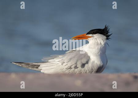 Königliche Tern Stockfoto