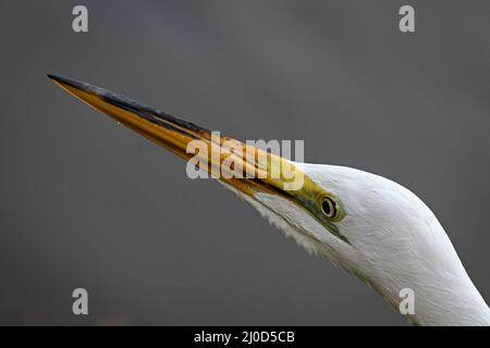 Silberreiher Stockfoto