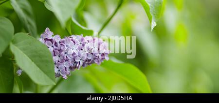 Fliederblüten im Frühling. Lila Flieder blüht auf einem verschwommenen Hintergrund. Speicherplatz kopieren Stockfoto