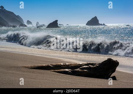 Redwood Tree Driftwood am Navarro Beach, Mendocino County, Kalifornien, USA. Stockfoto