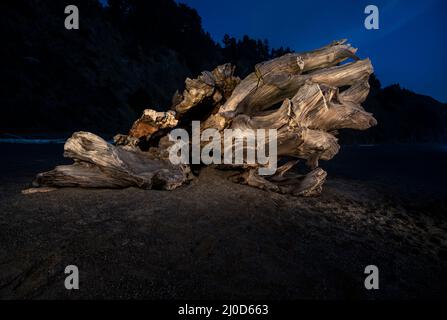 Naturskulptur aus Redwood-Treibholz am Strand von Navarro, Mendocino County, Kalifornien, USA. Stockfoto