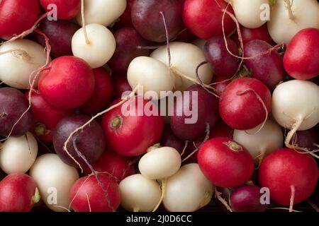 Verschiedene frische bunte Radieschen Nahaufnahme Vollformat als Hintergrund Stockfoto