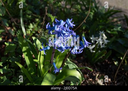 Spanischer Bluebell (Hyacinthoides hispanica), eine im Frühling blühende bullige Staude. Stockfoto