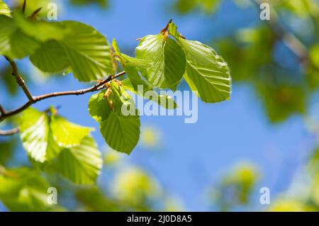 Junge Buchenblätter, Fagus sylvatica, im Frühjahr Stockfoto