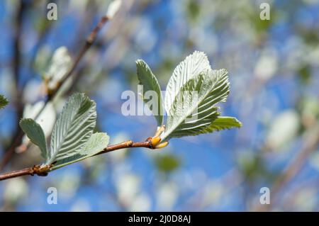 Baumzweig mit Knospen im Frühjahr, Sorbus-Arie oder Weißstrahl Stockfoto