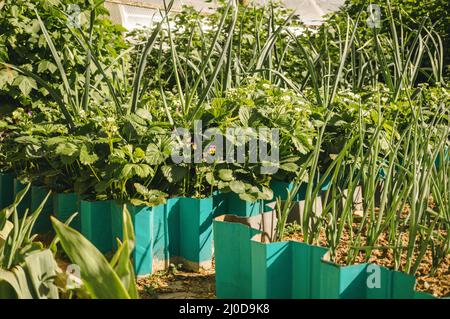 Gemüsebeete mit Zwiebeln, Knoblauch, Kräutern. Stockfoto