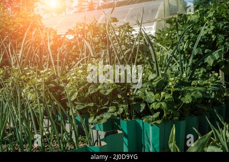 Gemüsebeete mit Zwiebeln, Knoblauch, Kräutern. Stockfoto