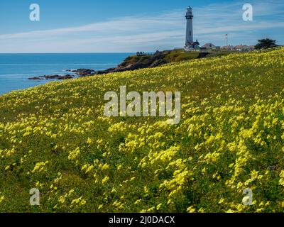 Oxalis Yellow Flowers am Pigeon Point Lighthouse, Kalifornien Stockfoto