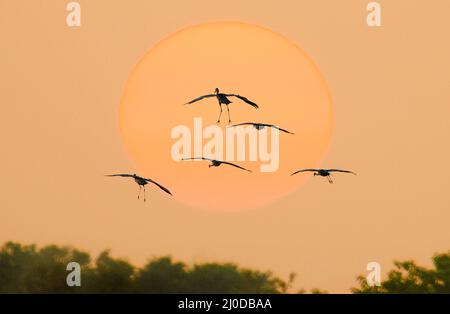 Überwintern von Sandhill Cranes in einer leichten Silhouette, die von der orangen Sonne verstrahlt wird Stockfoto
