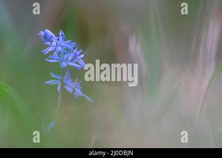 Scilla oder Squill blaue Blume und Birne Stockfoto